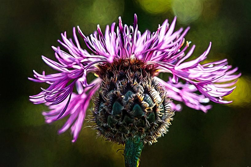 Cornflower by Rob Boon