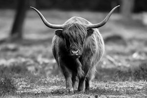 Scottish Highlander black/white by Dennis Bresser