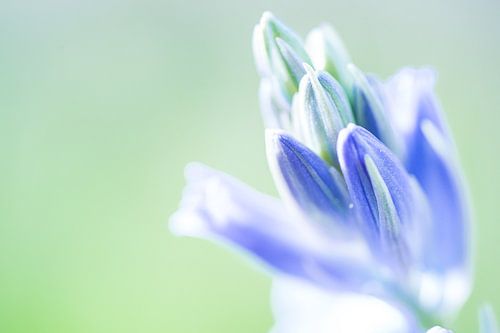 Flower bud of wild boshyacinth