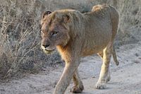 Leeuw in Paul Krugerpark Zuid Afrika
