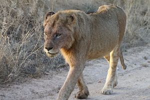 Leeuw in Paul Krugerpark Zuid Afrika van Ralph van Leuveren