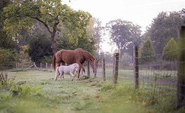 small and large by Tania Perneel