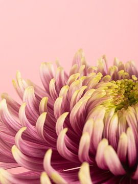 Mooi grote roze bloem close-up van simone swart