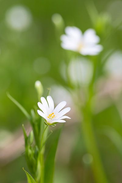 Witte bloem in bloei in het bos par Mark Scheper
