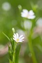 Witte bloem in bloei in het bos von Mark Scheper Miniaturansicht