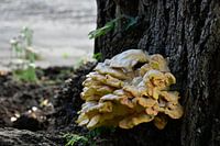 champignon
