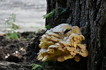 paddenstoel van manon vermeulen