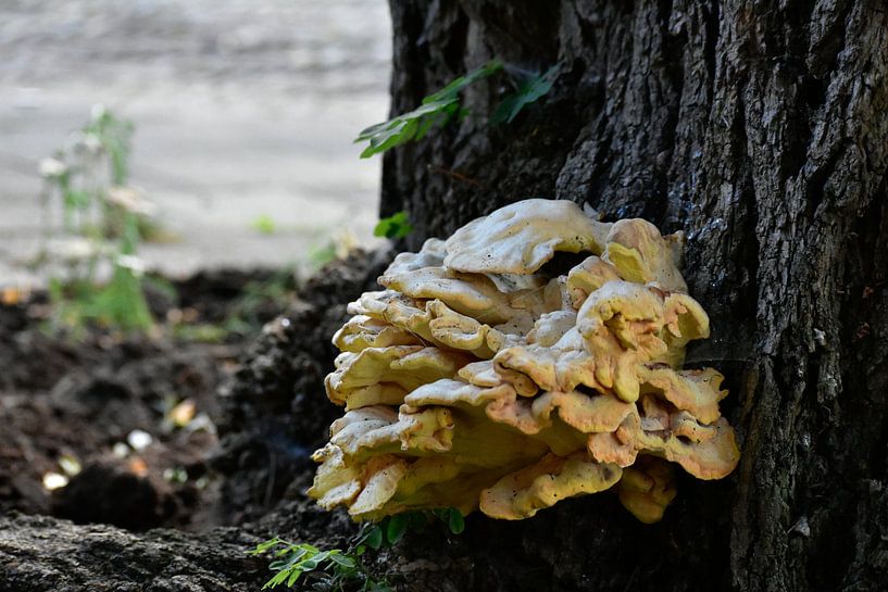 champignon par manon vermeulen
