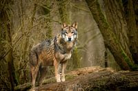 Ontmoeting met de wolf