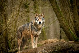 Rencontre avec le loup sur Marielle Van den Elshout