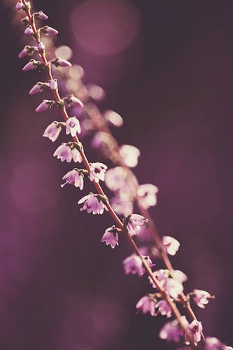 Heidetakjes met paarse bokeh achtergrond