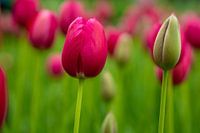 Roze tulpen