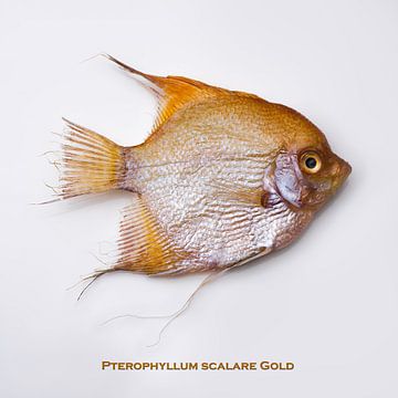 Maanvis, goud. (Pterophyllum scalare Gold) van Hans Kool