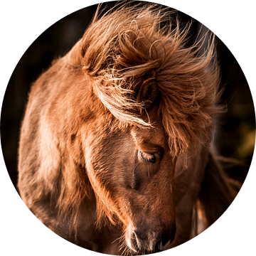 Pony in Gouden Gloed Verzonken in Stilte