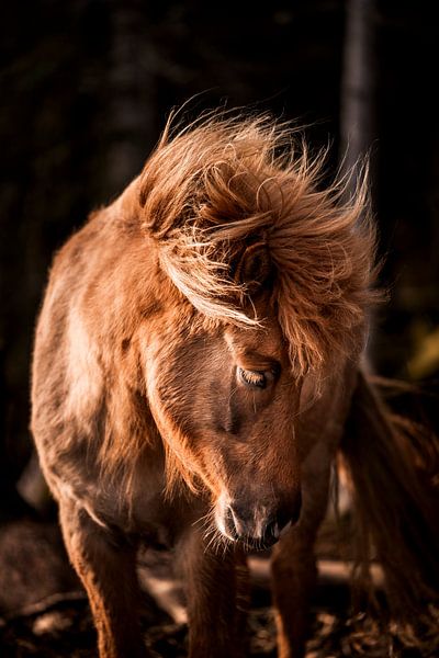 Pony in Gouden Gloed Verzonken in Stilte van Femke Ketelaar