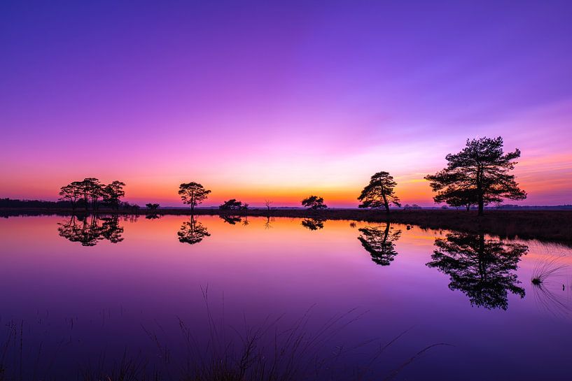 paars en blauw van snippefotografie