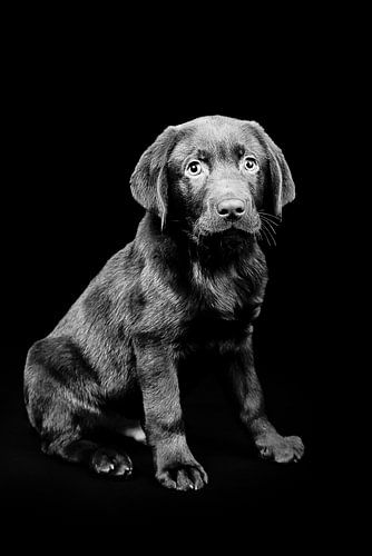 Labrador Retriever Bruin puppy