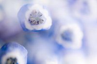 Blauw druifje