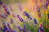 Lavender Valensole 1