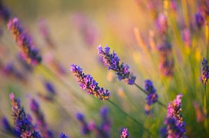 Lavender Valensole 1 by Vincent Xeridat