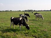 Kleurenfoto van een typisch Hollands landschap met koeien en schapen van Hans Post thumbnail