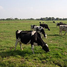 Kleurenfoto van een typisch Hollands landschap met koeien en schapen van Hans Post