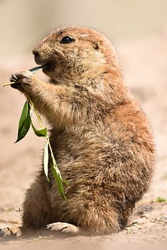 Chien de prairie heureux sur Marvin Van Haasen