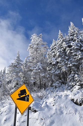 Besneeuwde bomen na de storm