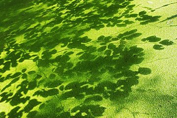 duckweed and shadows of beech leaves by anton havelaar