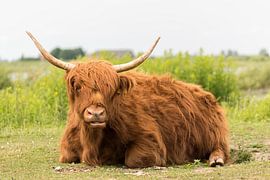 Heck cattle by Leo Diepstraten