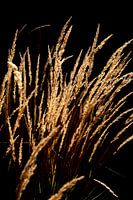 Grasses