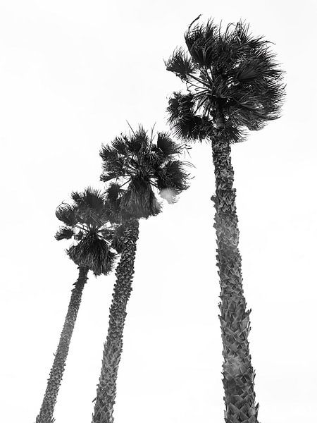 Palmtrees par Michael Schulz-Dostal