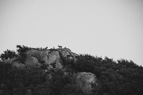 Mountain sheep on the rocks in Norway