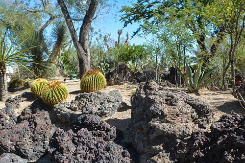 Cactus Garden, Henderson, Nevada, USA