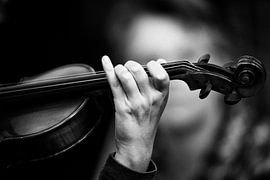 Violin by Rene Kuipers