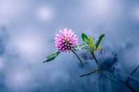 Kleeblume mit Tau (3)