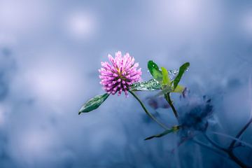 Klaverbloem met dauw (3) van Anna Koek