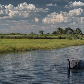 swimming elephant by t.a.m. postma