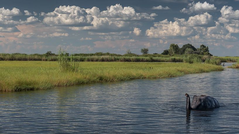 swimming elephant by t.a.m. postma