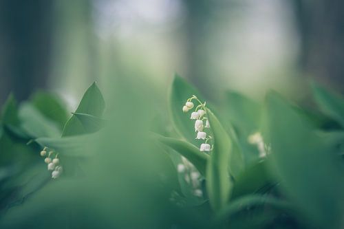 Blumen Teil 128