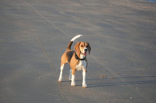 Beagle genießt den Strand