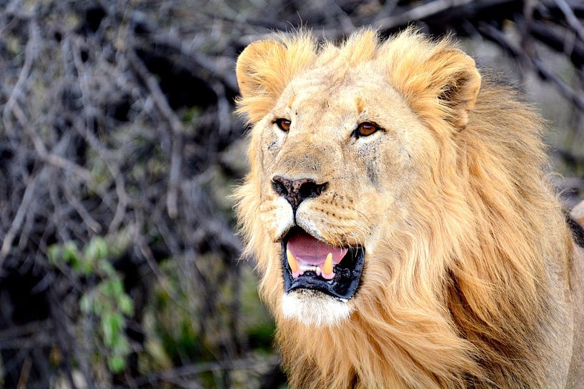 Leo by Florence Schmit