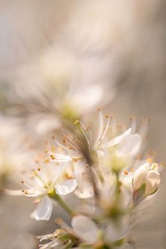 Weiße Blüte im Frühling | Naturfotografie von Nanda Bussers