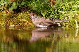 Blackcap (Sylvia atricapilla)