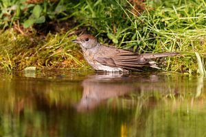 Mönchsgrasmücke (Sylvia atricapilla)