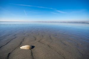 Coquille sur une plage vide avec une profondeur de champ limitée sur Sjoerd van der Wal Photographie