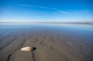 Shell on an empty beach with limited depth of field