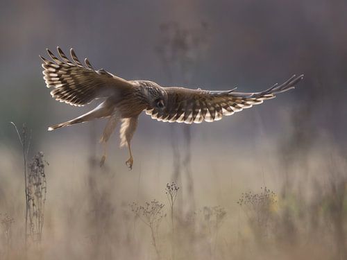 Blaue Rohrweihe auf der Jagd