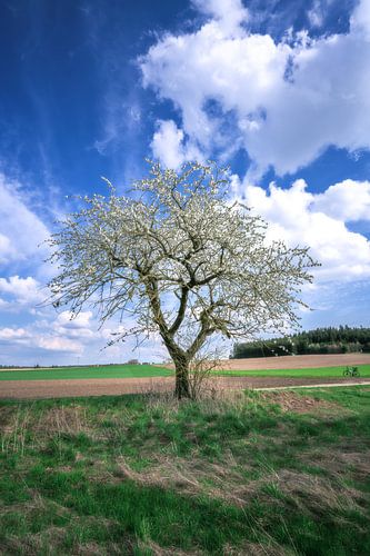 Paysage en Bavière avec un arbre en fleurs au printemps