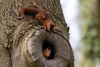 Young squirrels discover the outside world